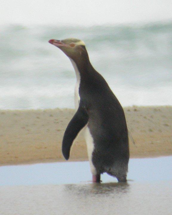Yellow-eyed Penguin Photo by Mat Gilfedder