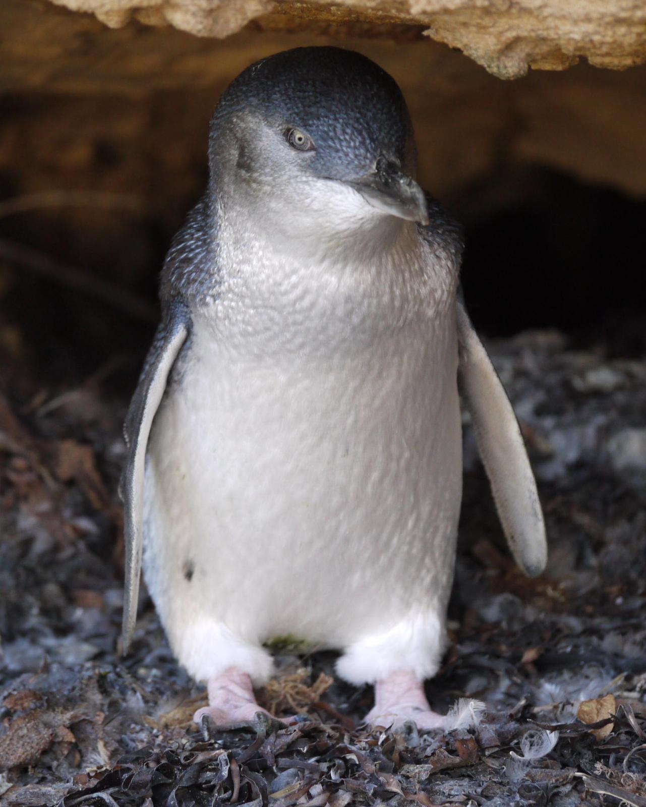 Little Penguin Photo by Peter Lowe