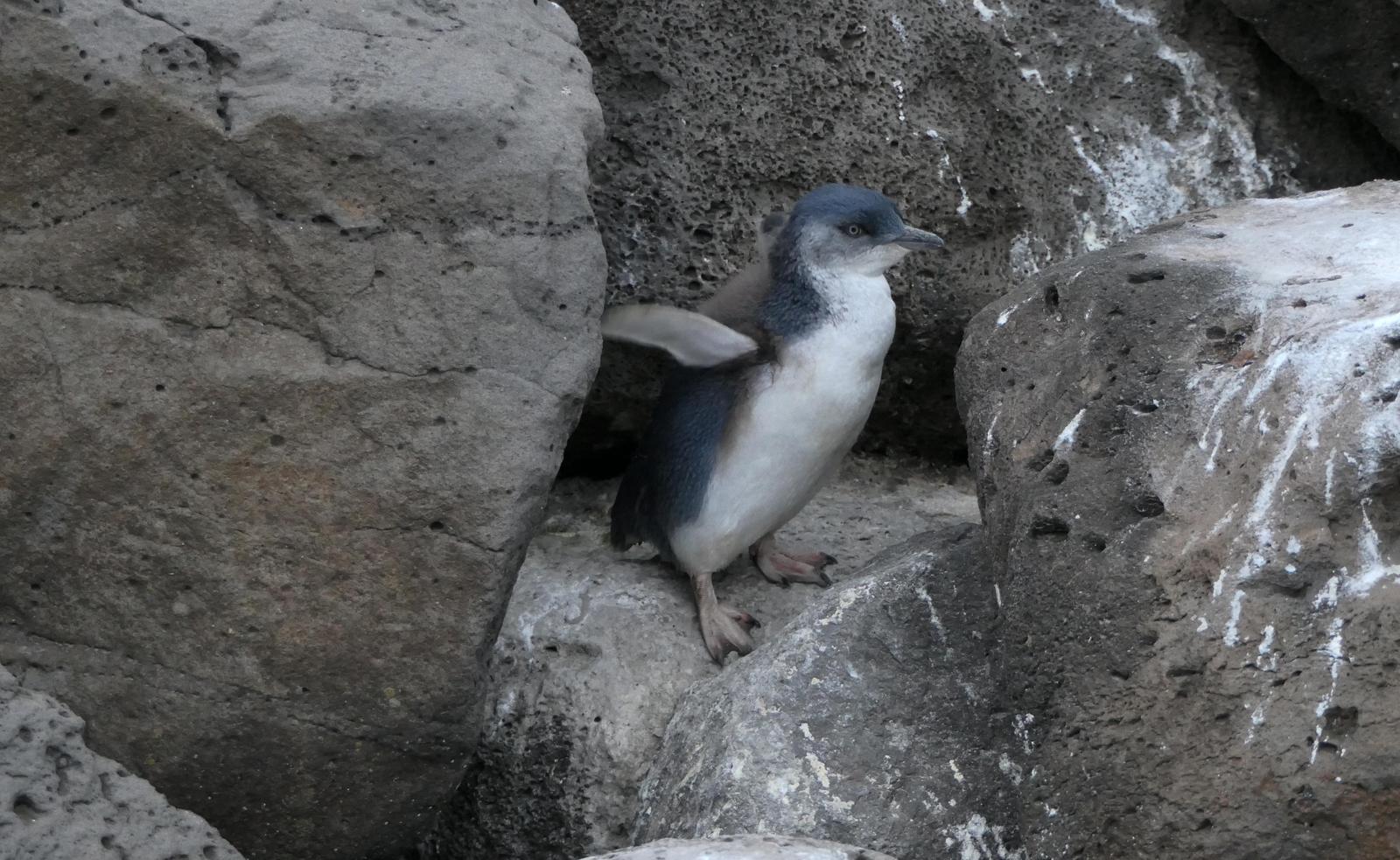 Little Penguin Photo by Randy Siebert