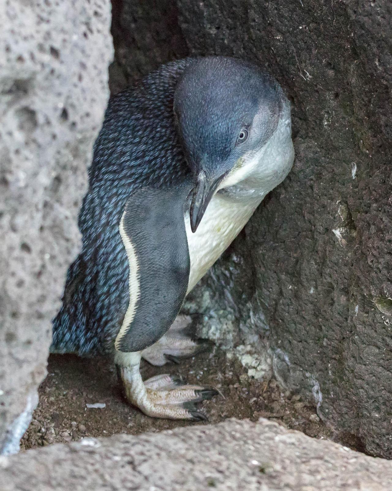 Little Penguin Photo by Denis Rivard
