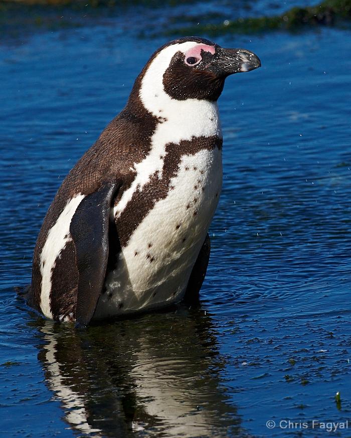 African Penguin Photo by Chris Fagyal