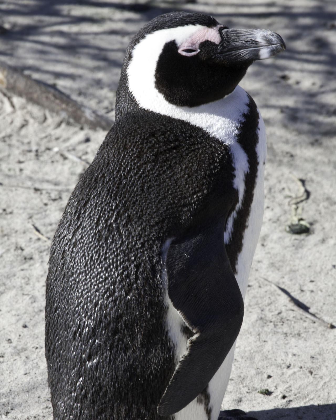 African Penguin Photo by Mary Ann Melton