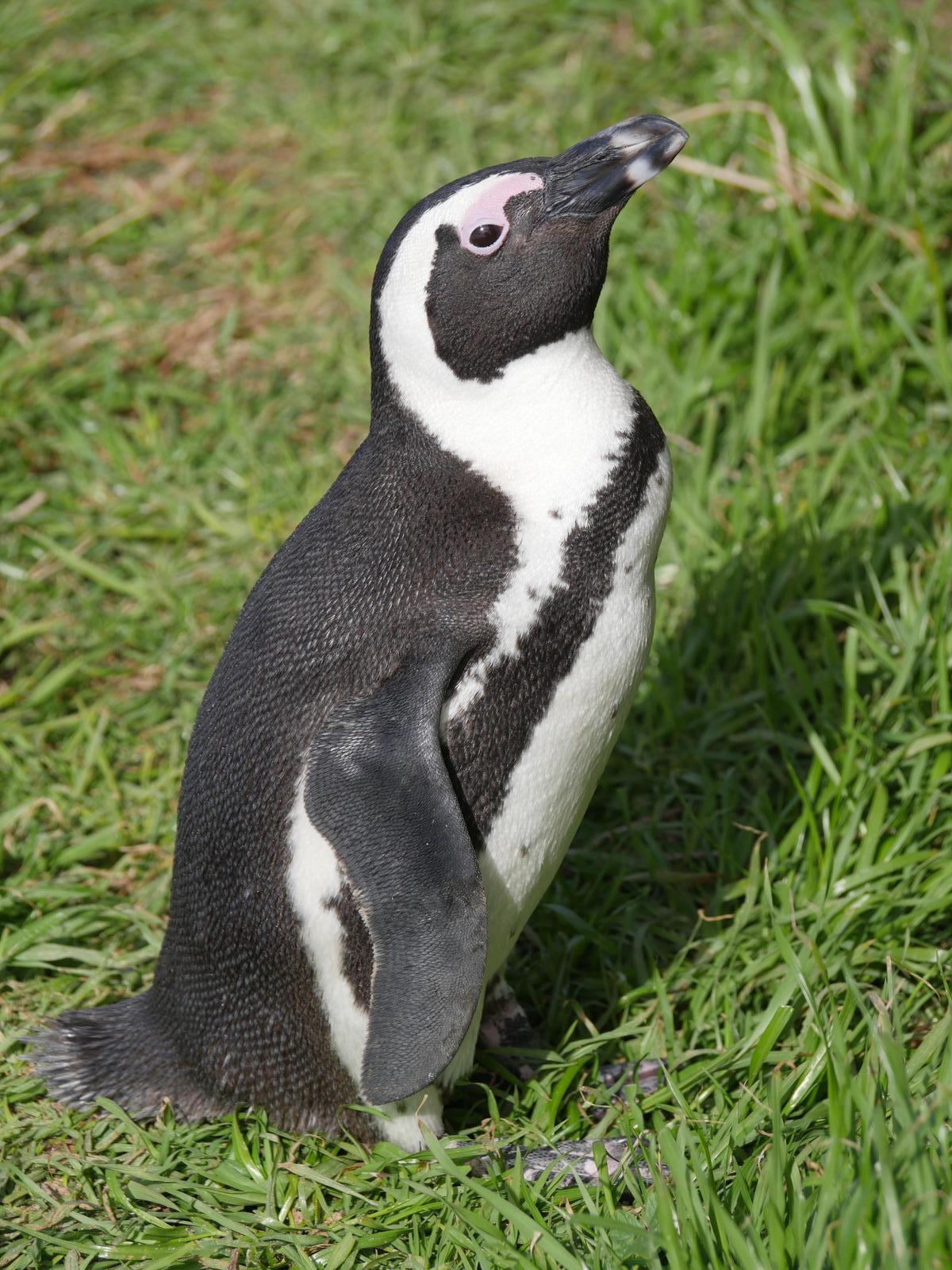 African Penguin Photo by Peter Lowe