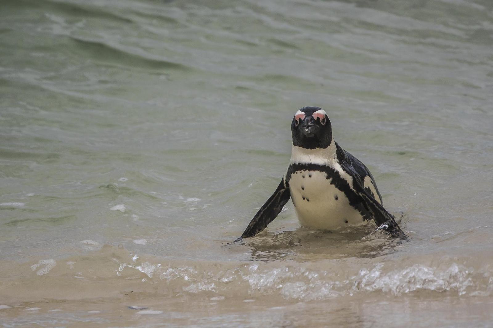 African Penguin Photo by PATRICK BELCOUR
