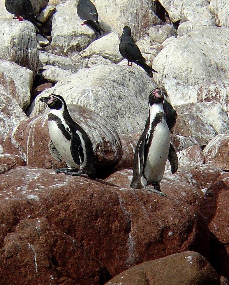 Humboldt Penguin Photo by Andrew T. Kinslow