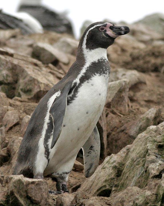 Humboldt Penguin Photo by Peter Boesman