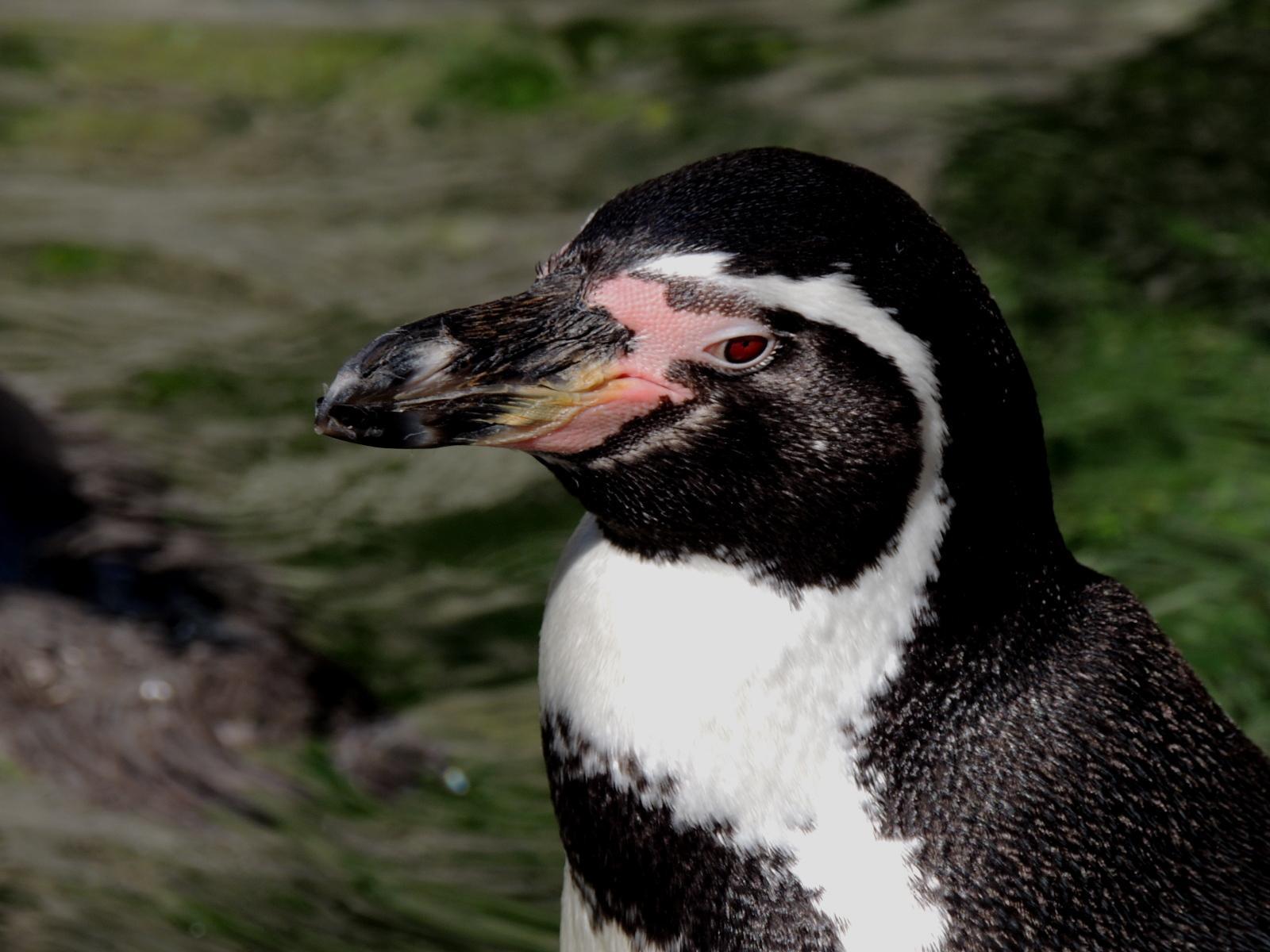 Humboldt Penguin Photo by Tony Heindel