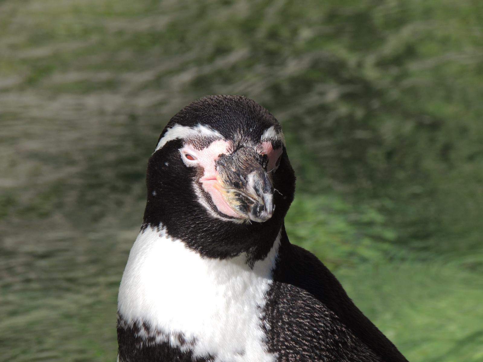 Humboldt Penguin Photo by Tony Heindel