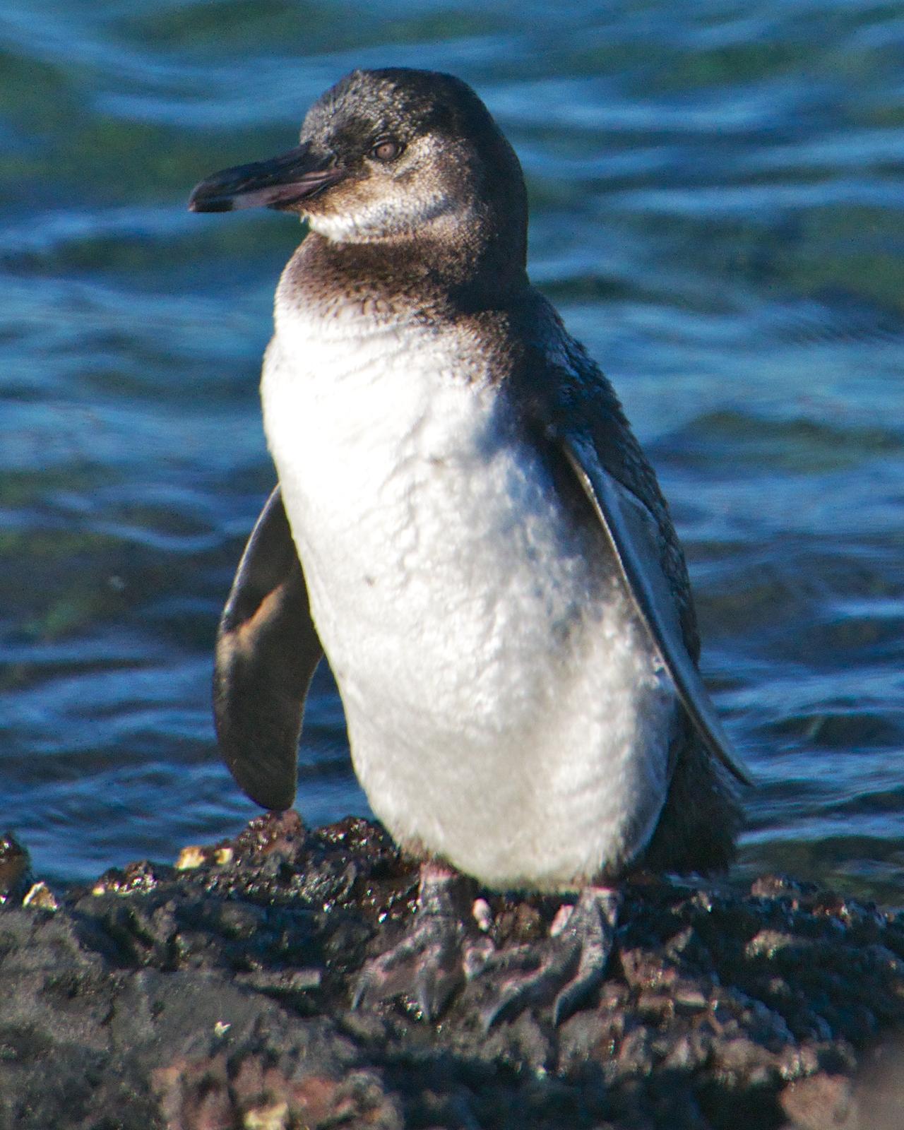 Galapagos Penguin Photo by Robin Barker