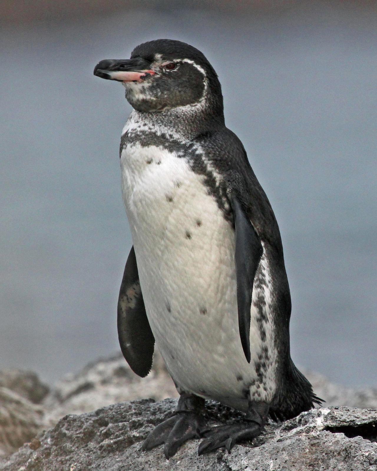 Galapagos Penguin Photo by Robert Polkinghorn