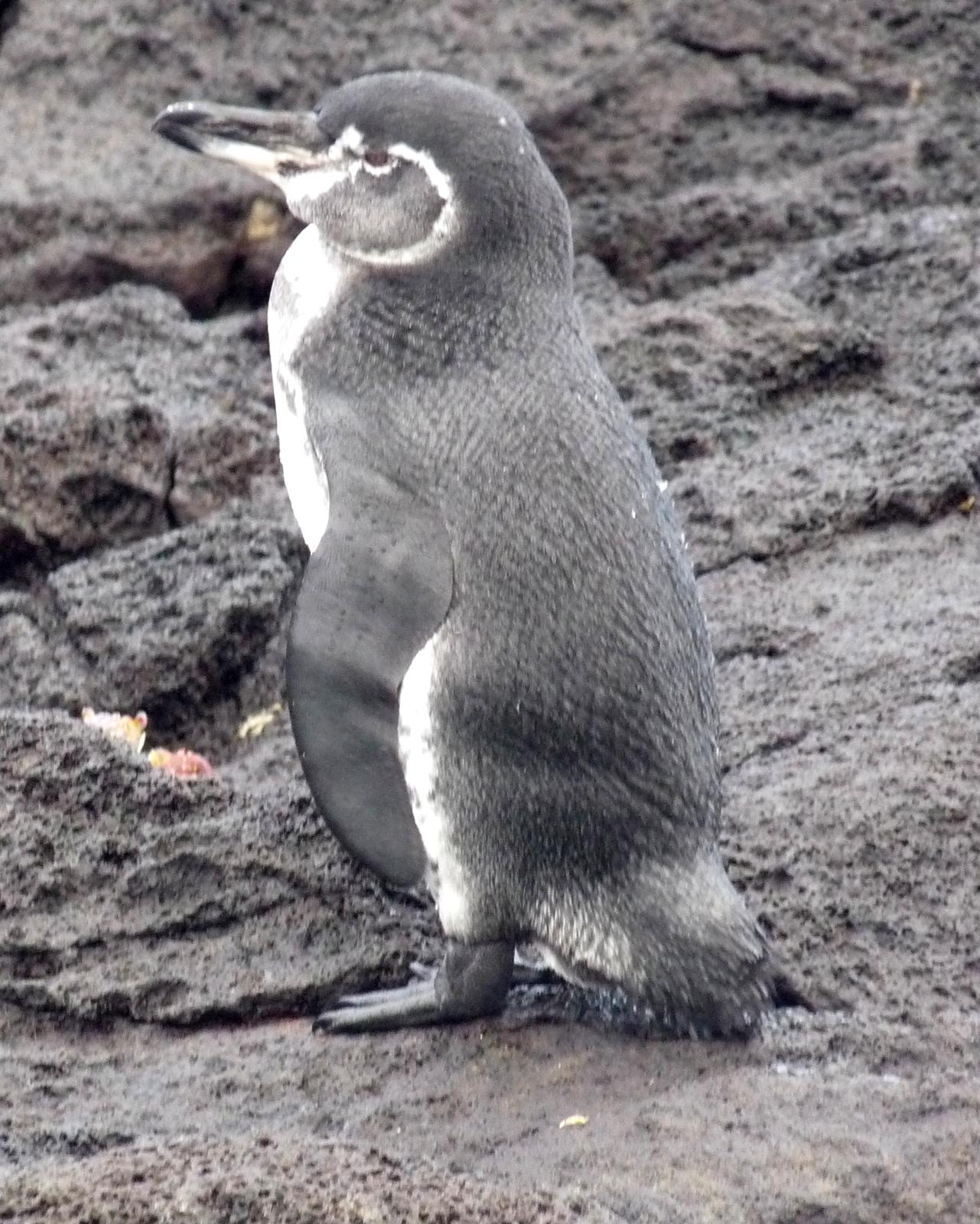 Galapagos Penguin Photo by Peter Lowe
