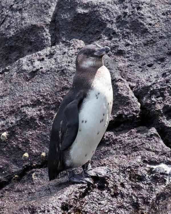 Galapagos Penguin Photo by Bob Hasenick