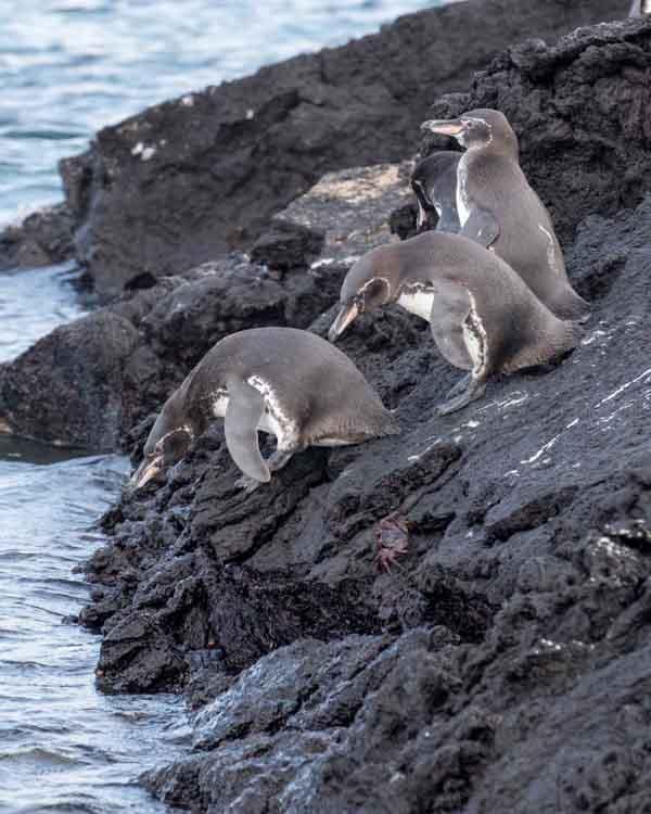 Galapagos Penguin Photo by Bob Hasenick