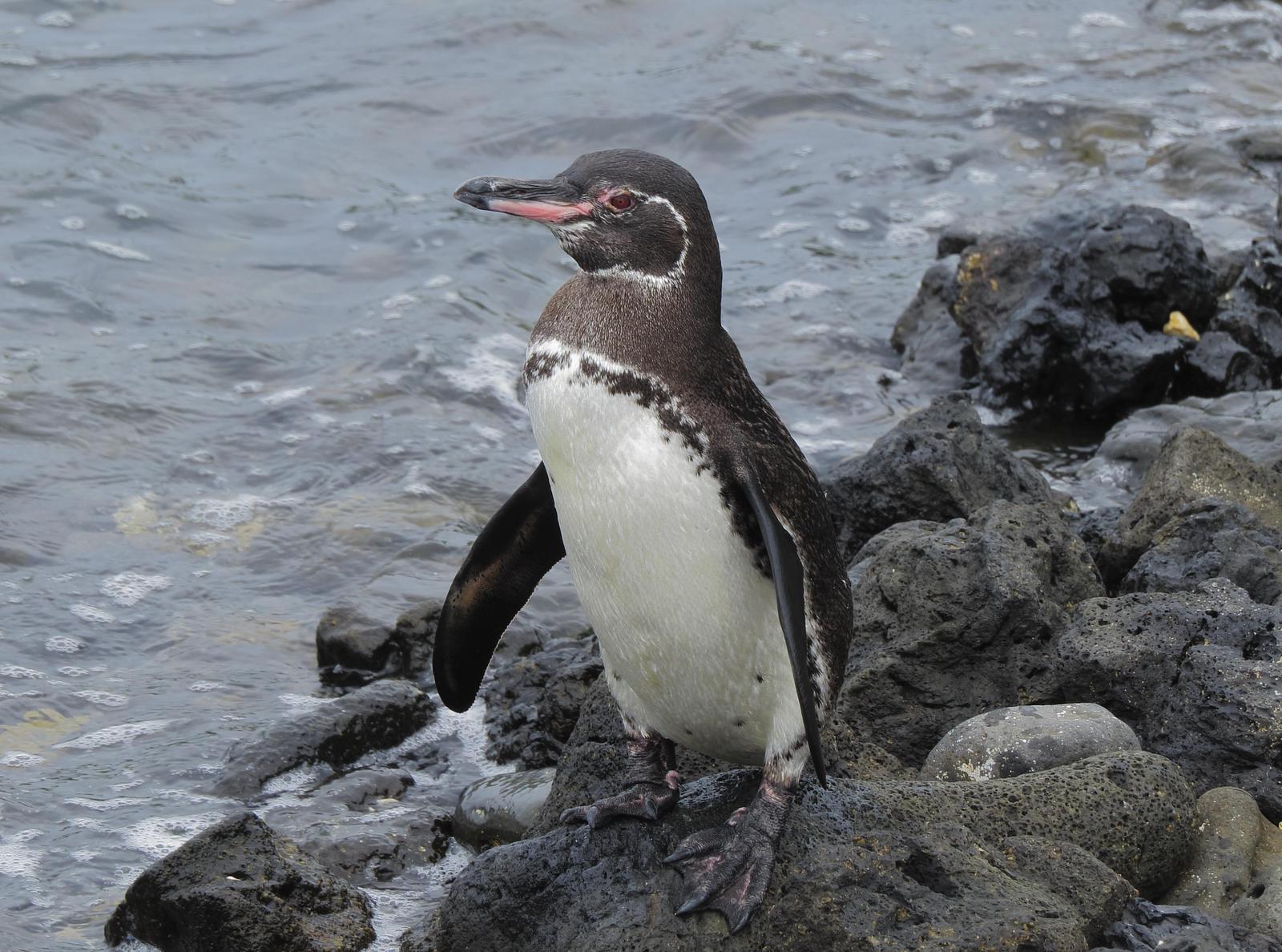 Galapagos Penguin Photo by Kent Jensen