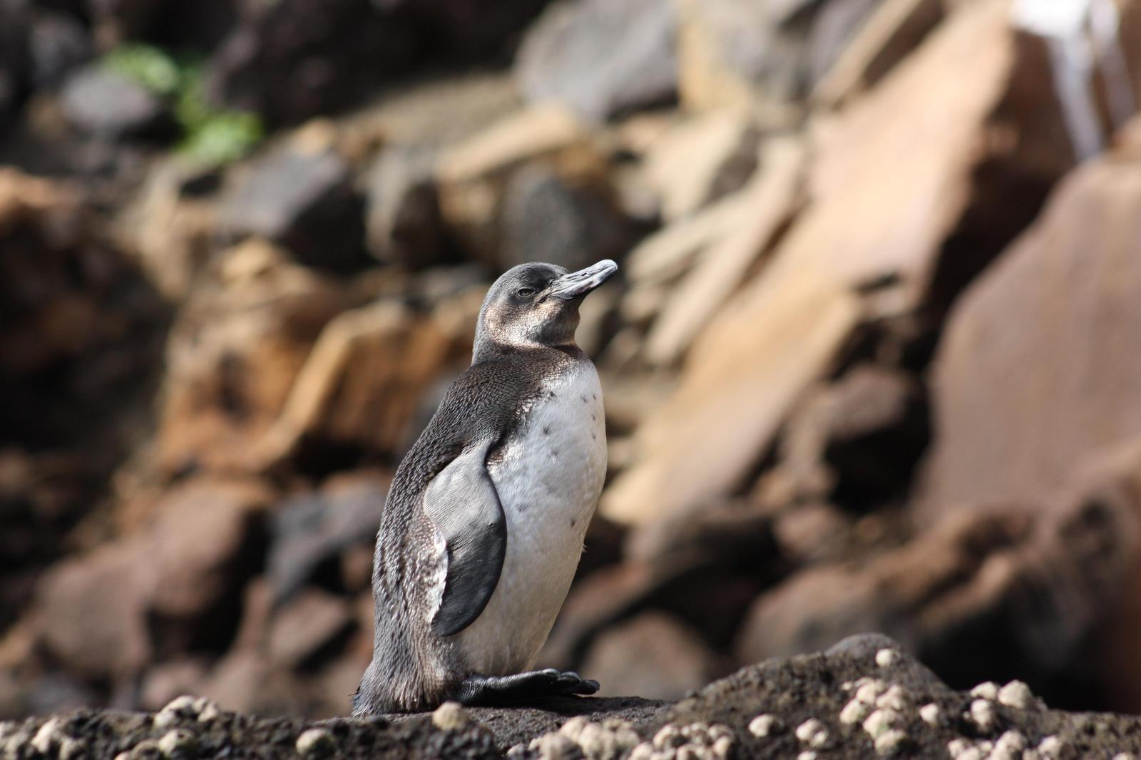 Galapagos Penguin Photo by Linda Fields