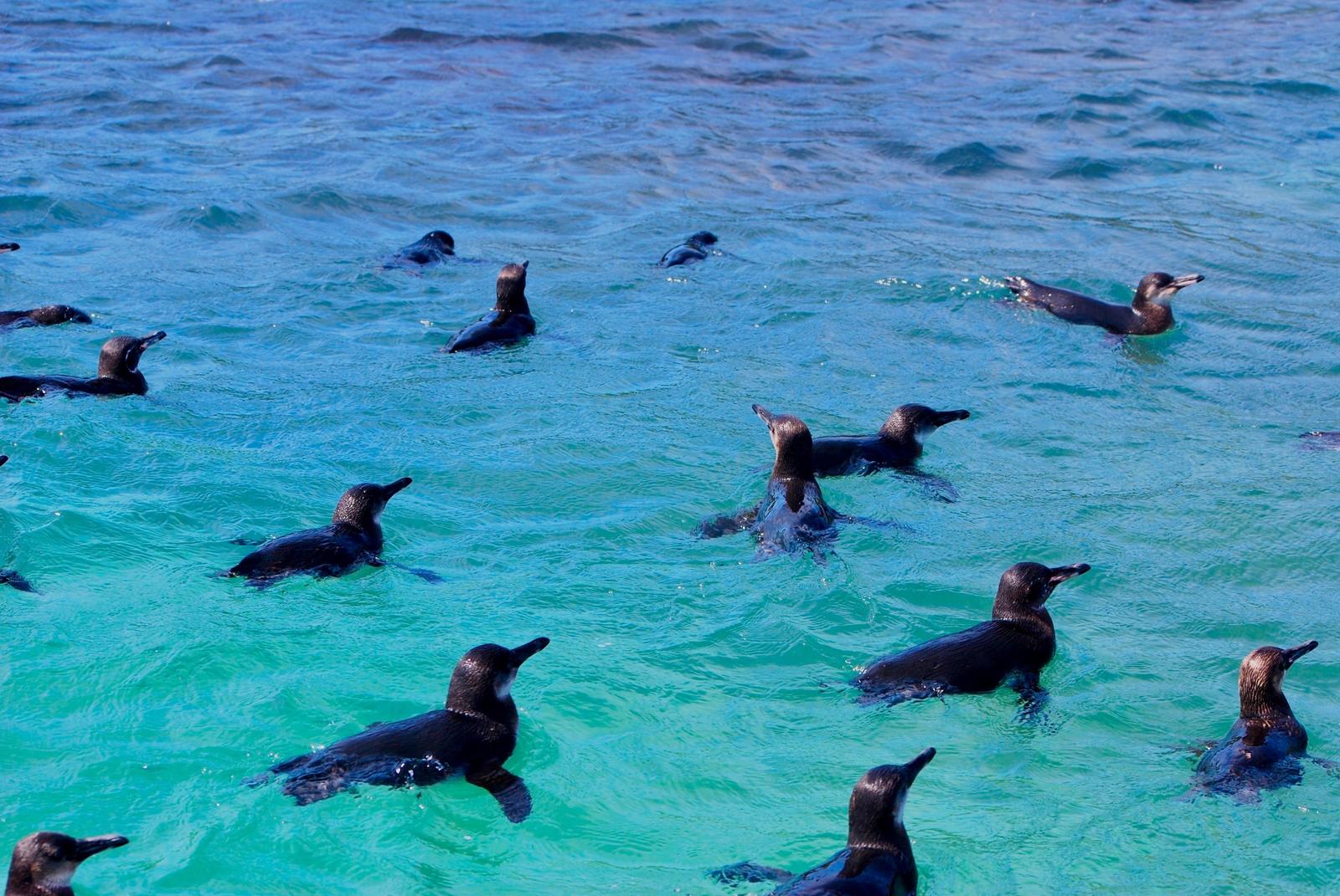 Galapagos Penguin Photo by Olivia Noonan