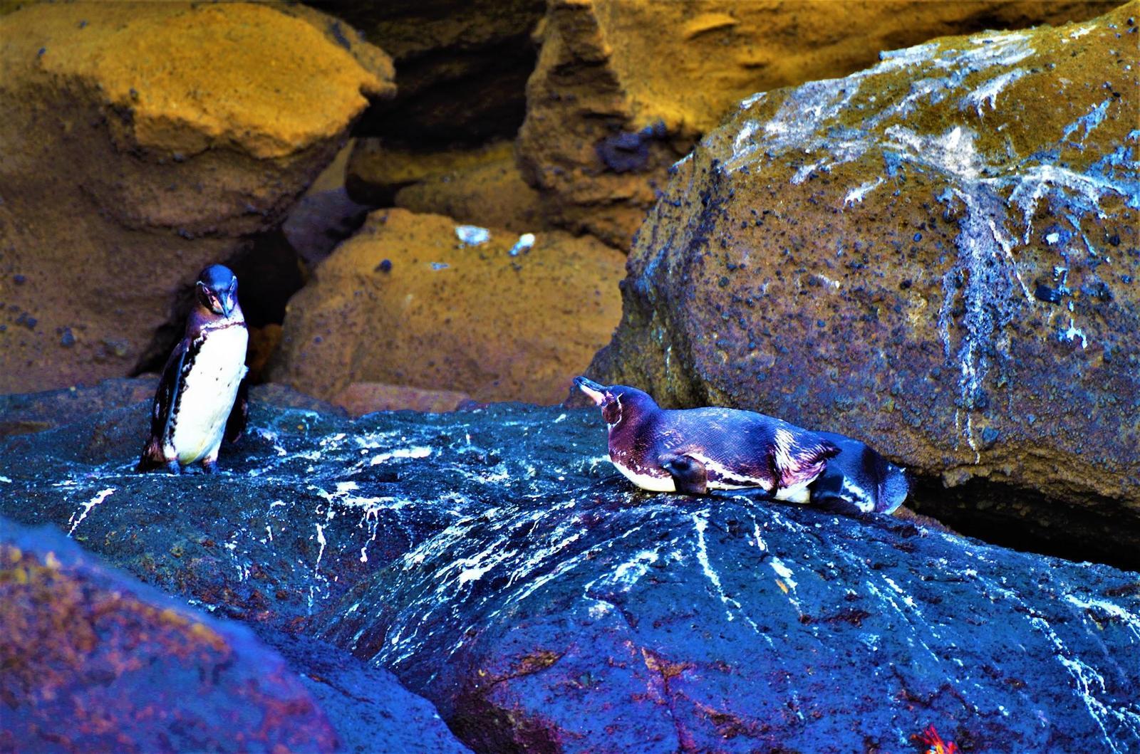 Galapagos Penguin Photo by Alicia Thatcher