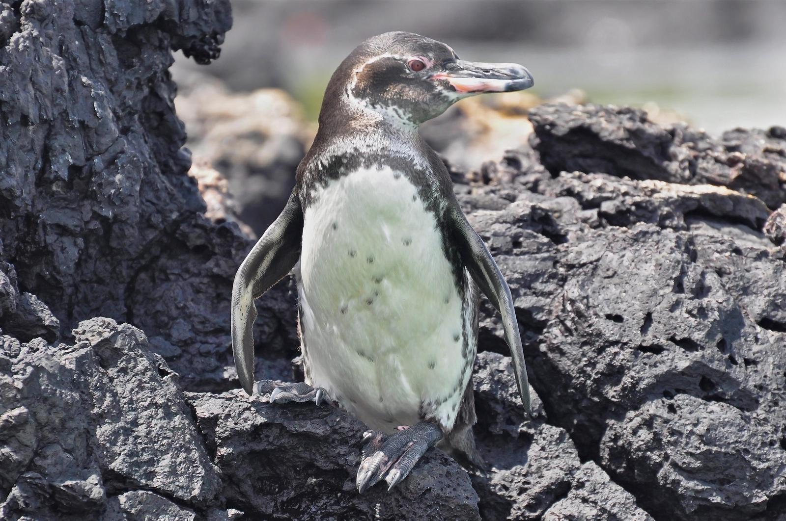 Galapagos Penguin Photo by Debra Herst