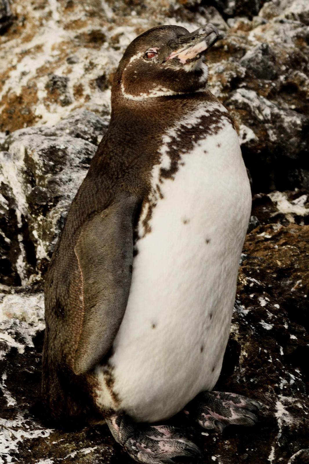 Galapagos Penguin Photo by Ann Doty