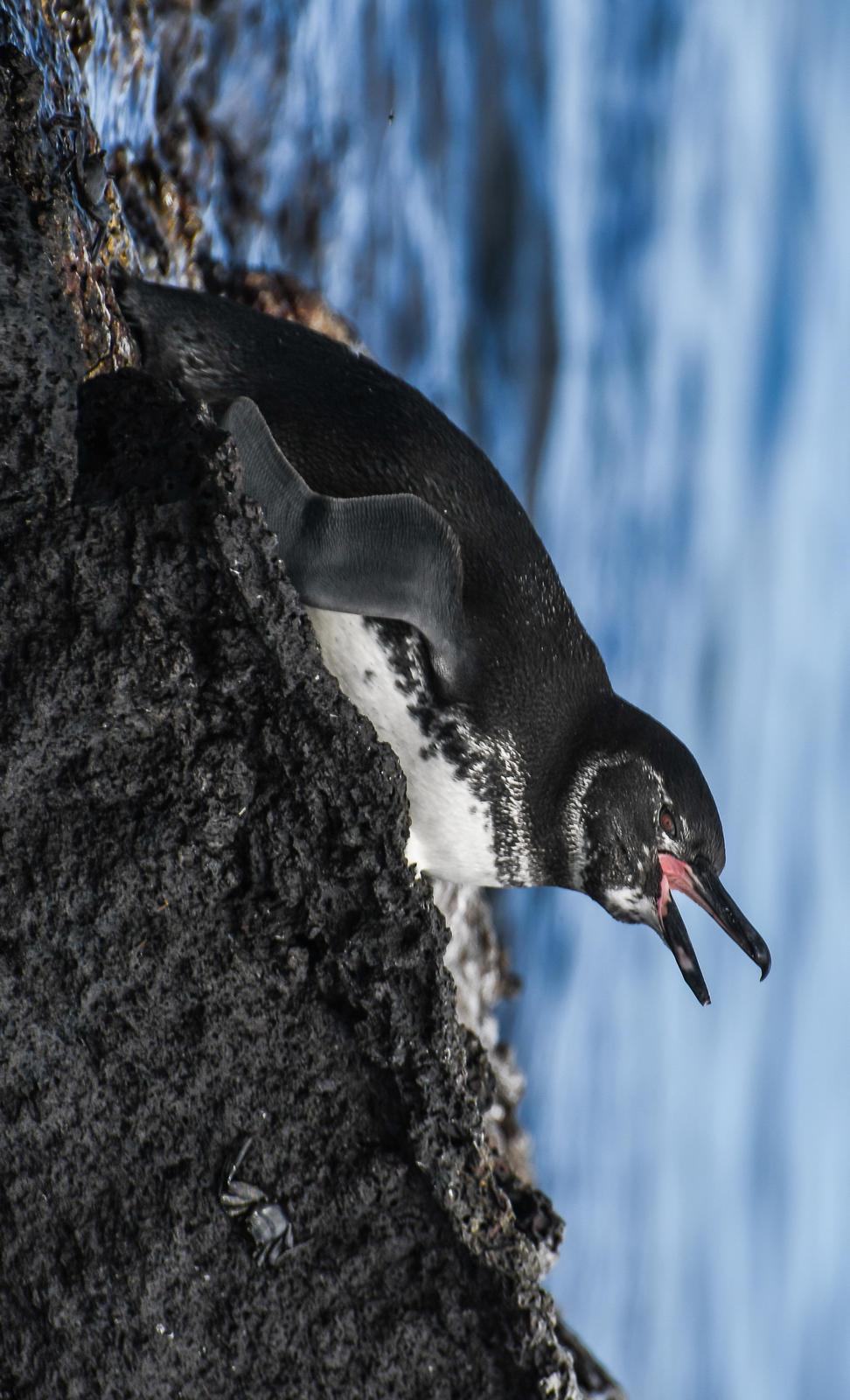 Galapagos Penguin Photo by Martha Crafton