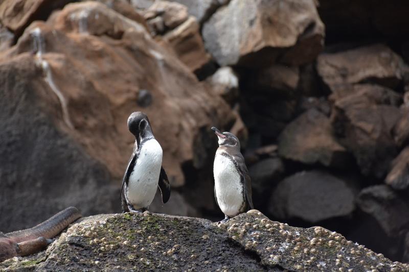 Galapagos Penguin Photo by Loren Laureti