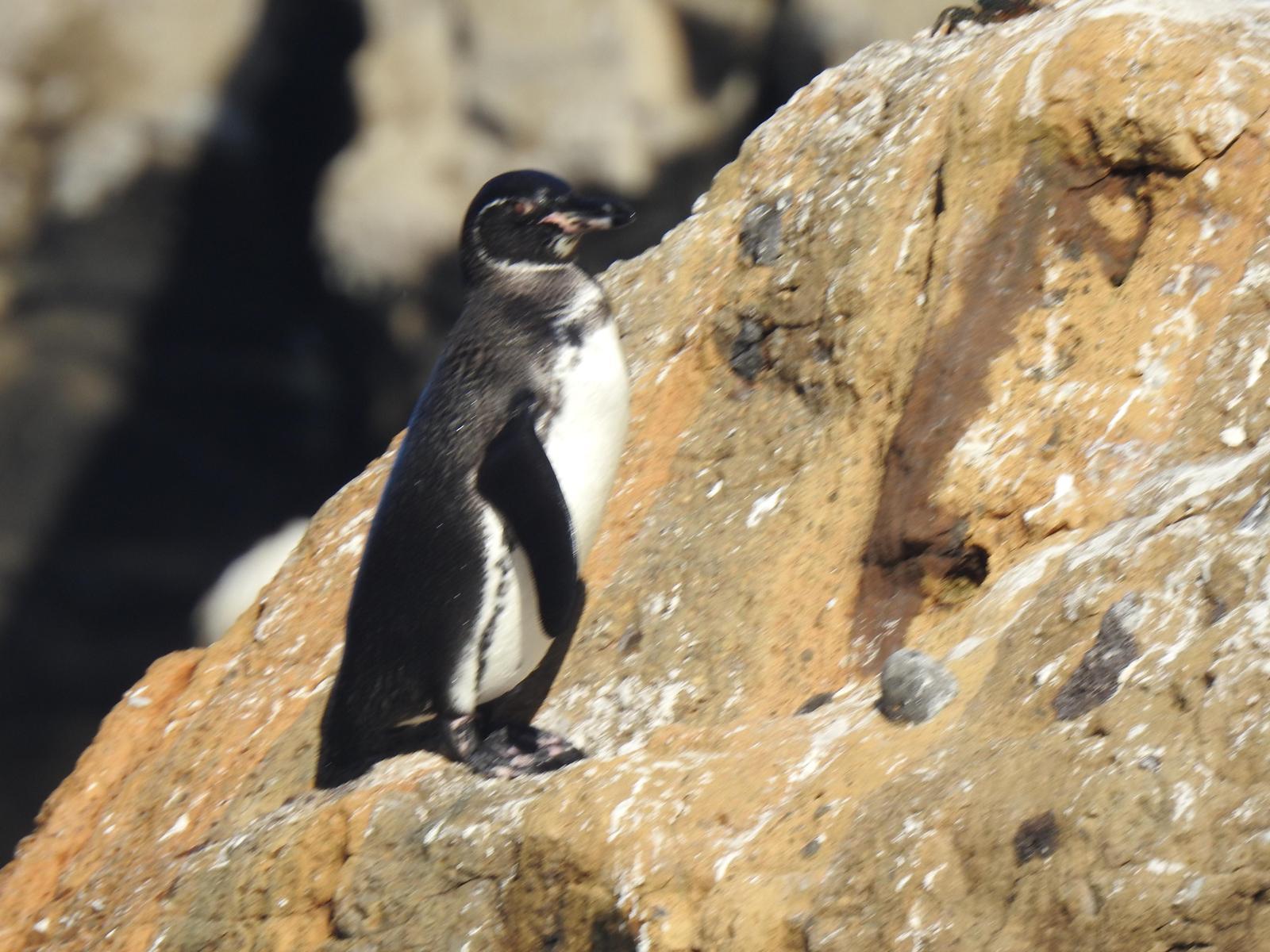 Galapagos Penguin Photo by Nancy  O’Hara