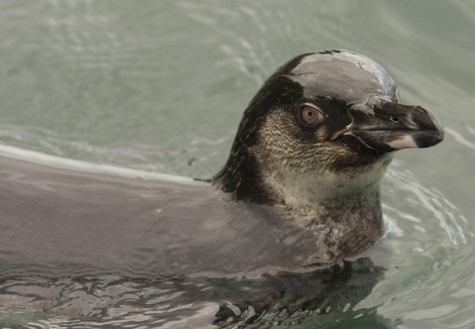 Galapagos Penguin Photo by Michi Dvorak