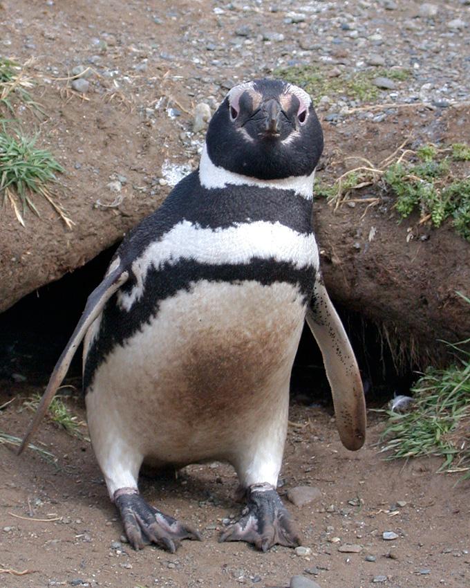 Magellanic Penguin Photo by Arlene Ripley