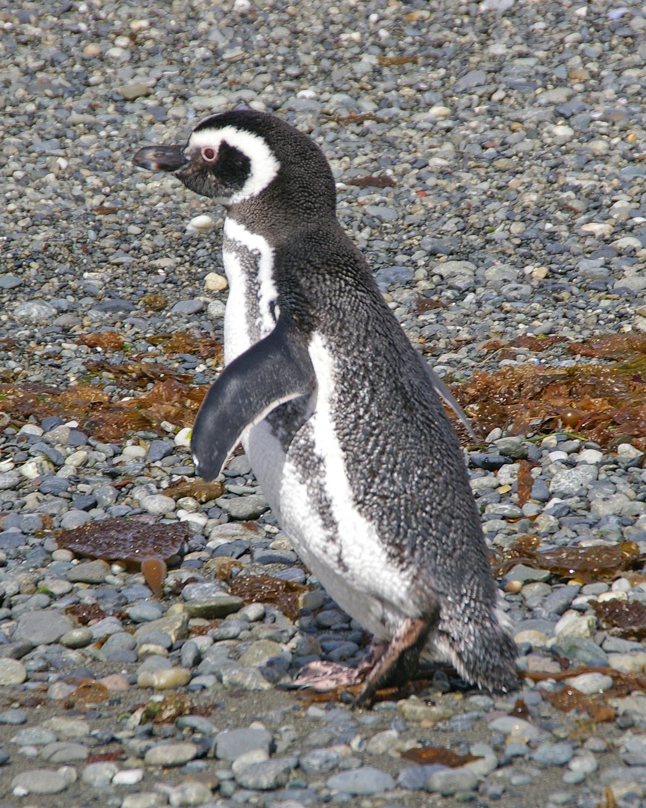 Magellanic Penguin Photo by Robert Polkinghorn