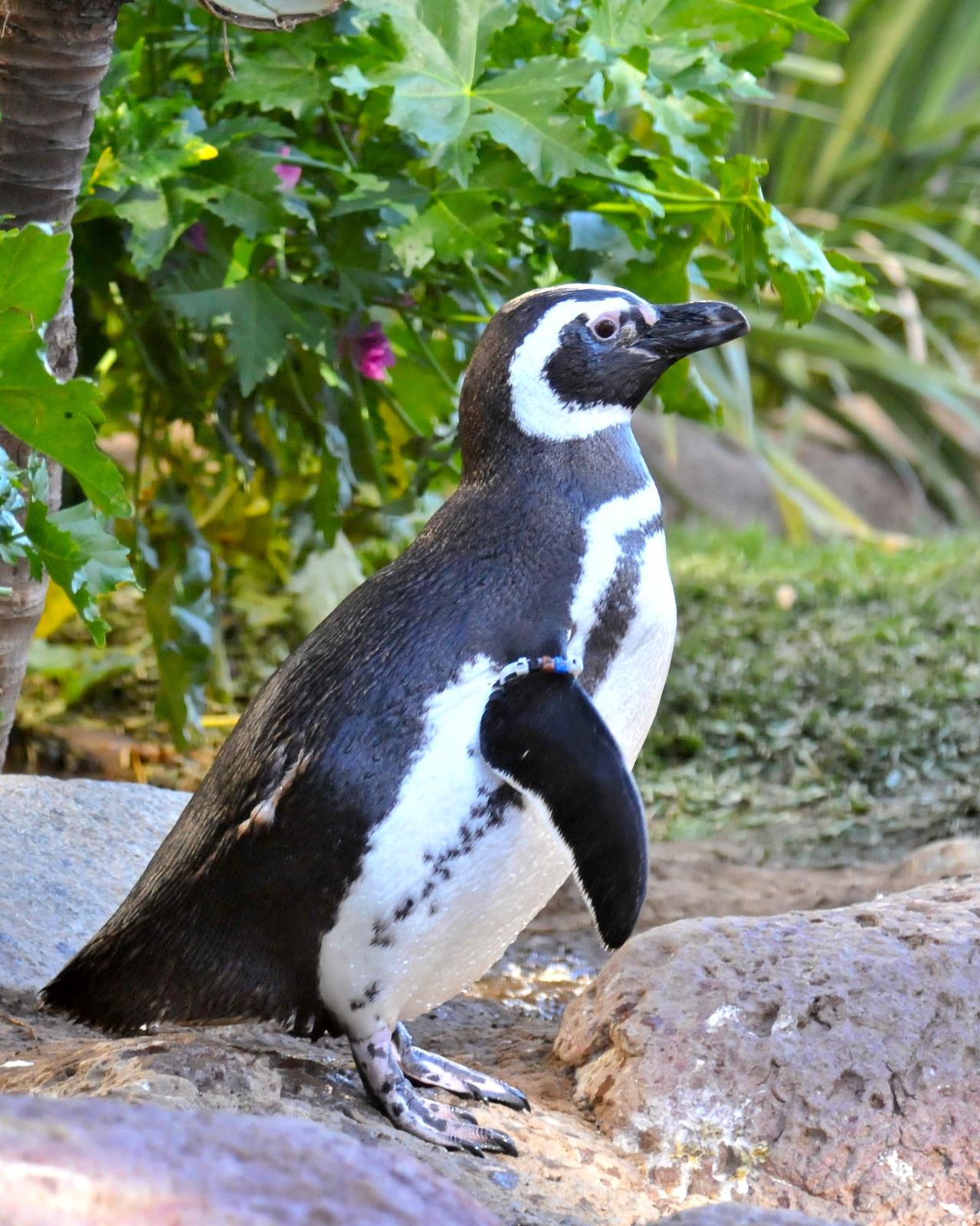 Magellanic Penguin Photo by Gerald Friesen