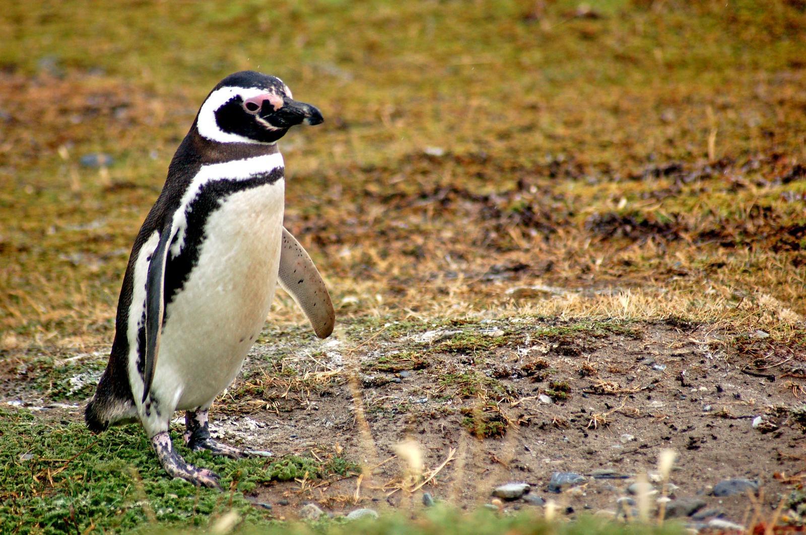 Magellanic Penguin Photo by Carlos Silva-Quintas