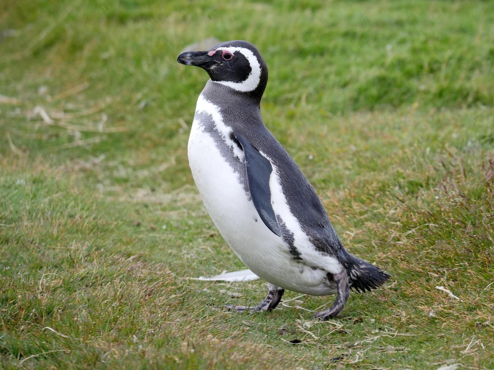 Magellanic Penguin Photo by Peter Lowe