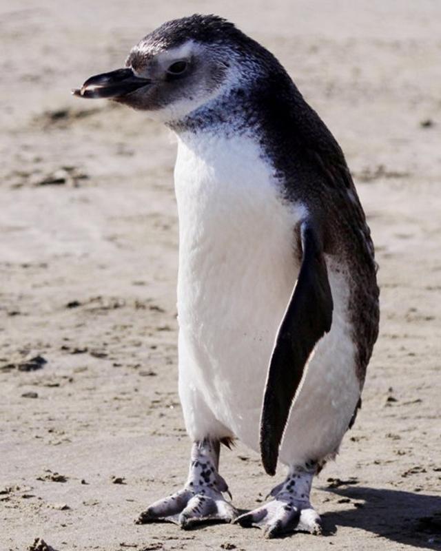 Magellanic Penguin Photo by Marie Z. Gardner