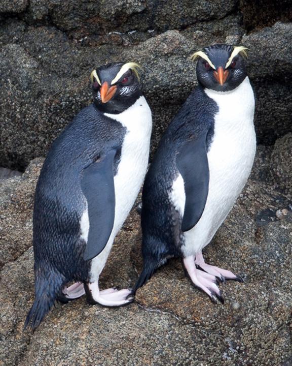 Fiordland Penguin Photo by Brent Stephenson