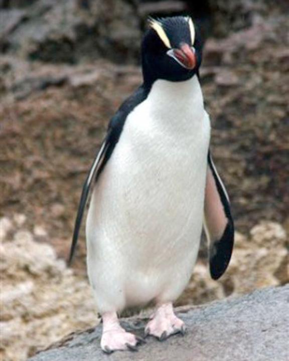 Erect-crested Penguin Photo by Carl Billingham