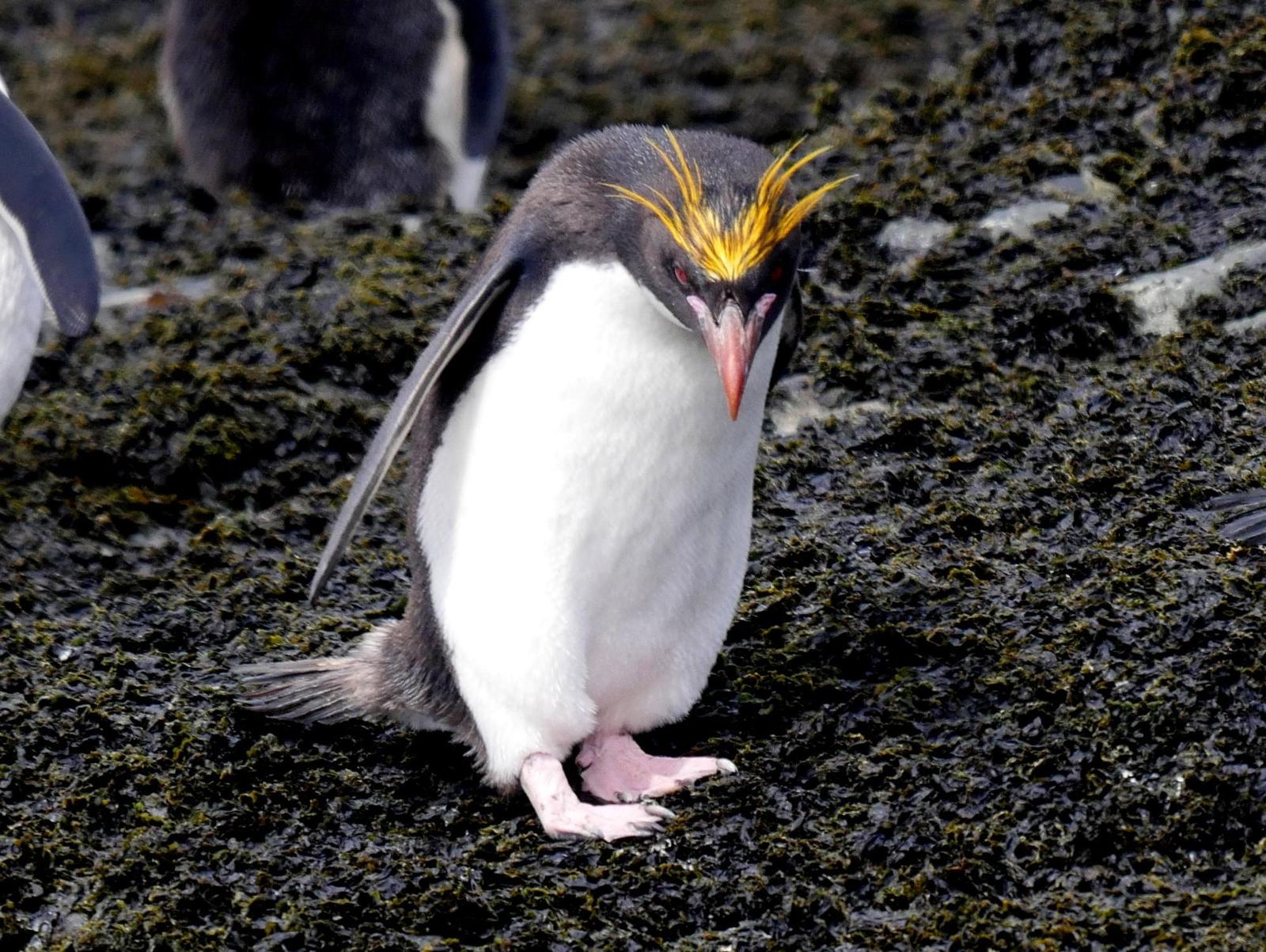 Macaroni Penguin Photo by Peter Lowe