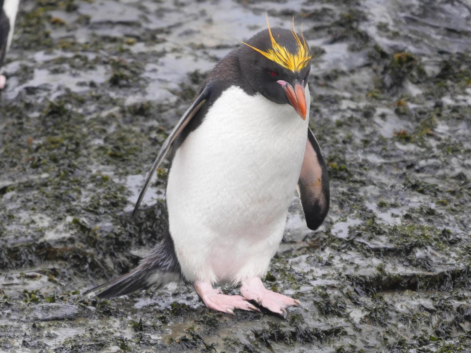 Macaroni Penguin Photo by Peter Lowe