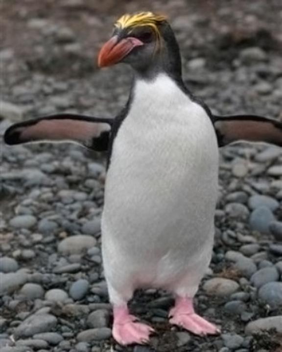 Royal Penguin Photo by Carl Billingham