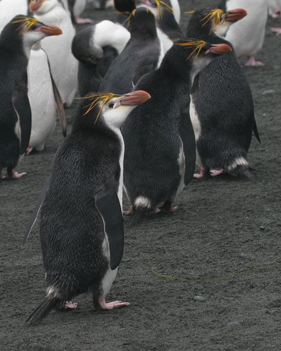 Royal Penguin Photo by Bill Moorhead
