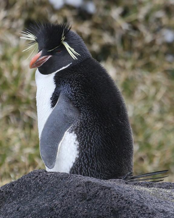 Southern Rockhopper Penguin Photo by Bill Moorhead
