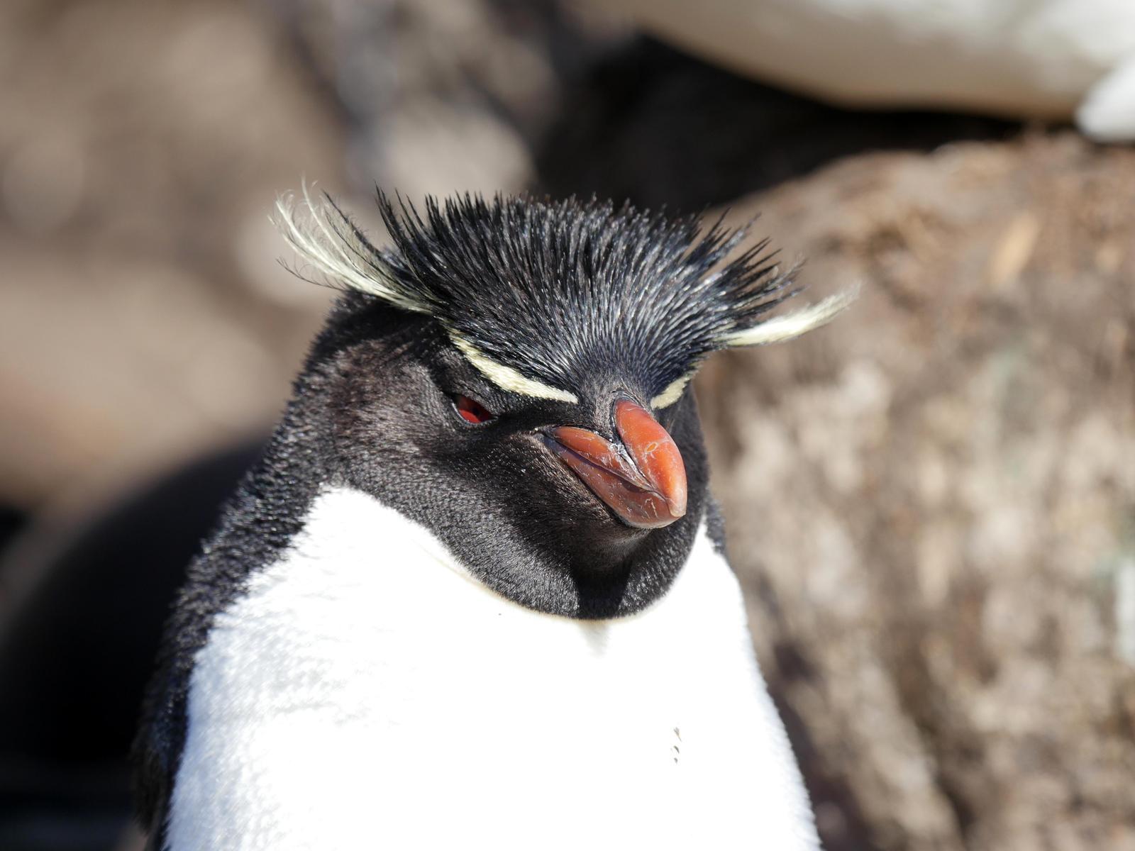 Southern Rockhopper Penguin Photo by Peter Lowe