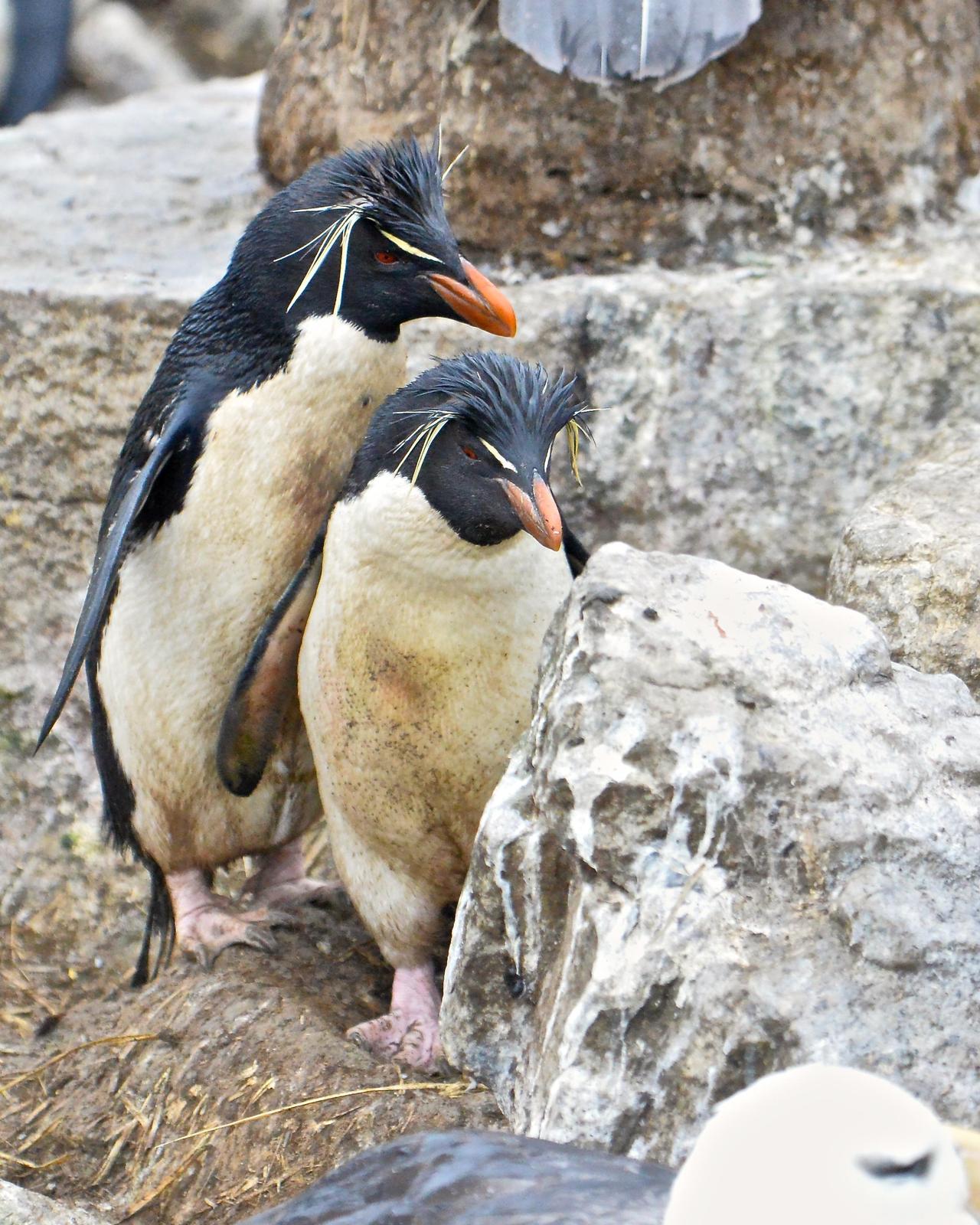 Southern Rockhopper Penguin Photo by Gerald Friesen