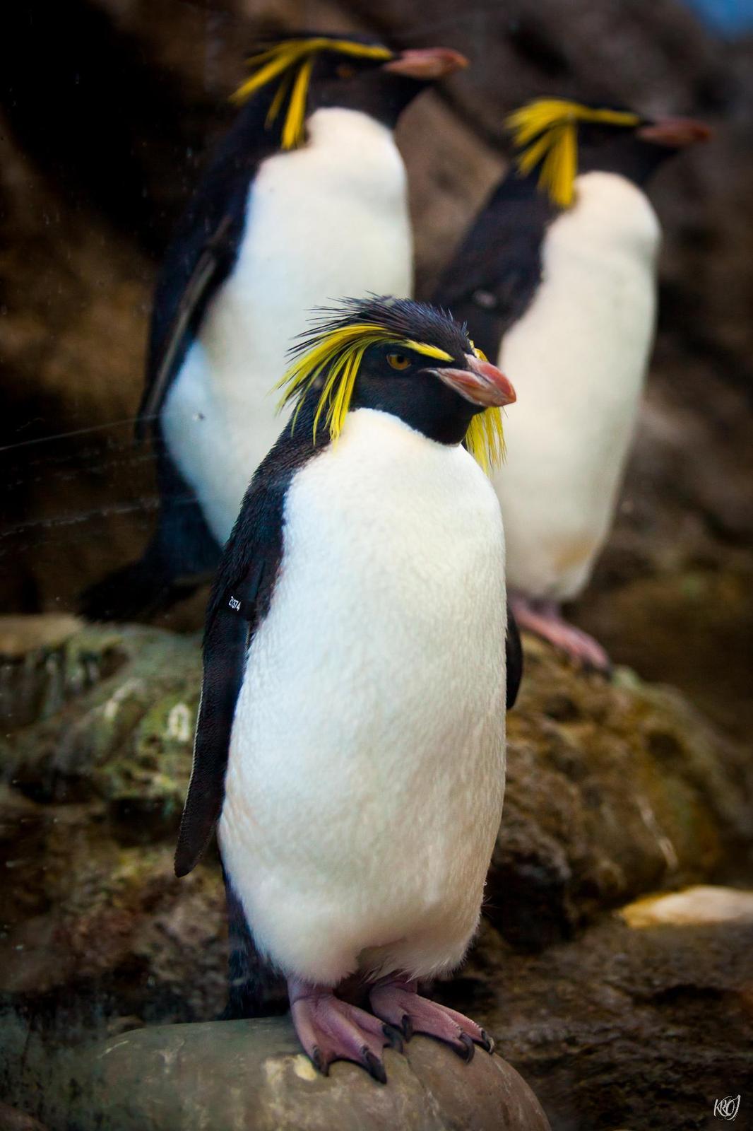 Moseley's Rockhopper Penguin Photo by Kristen Ortwerth-Jewell