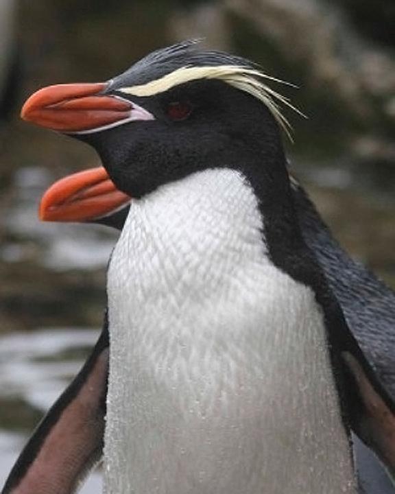 Snares Penguin Photo by Carl Billingham