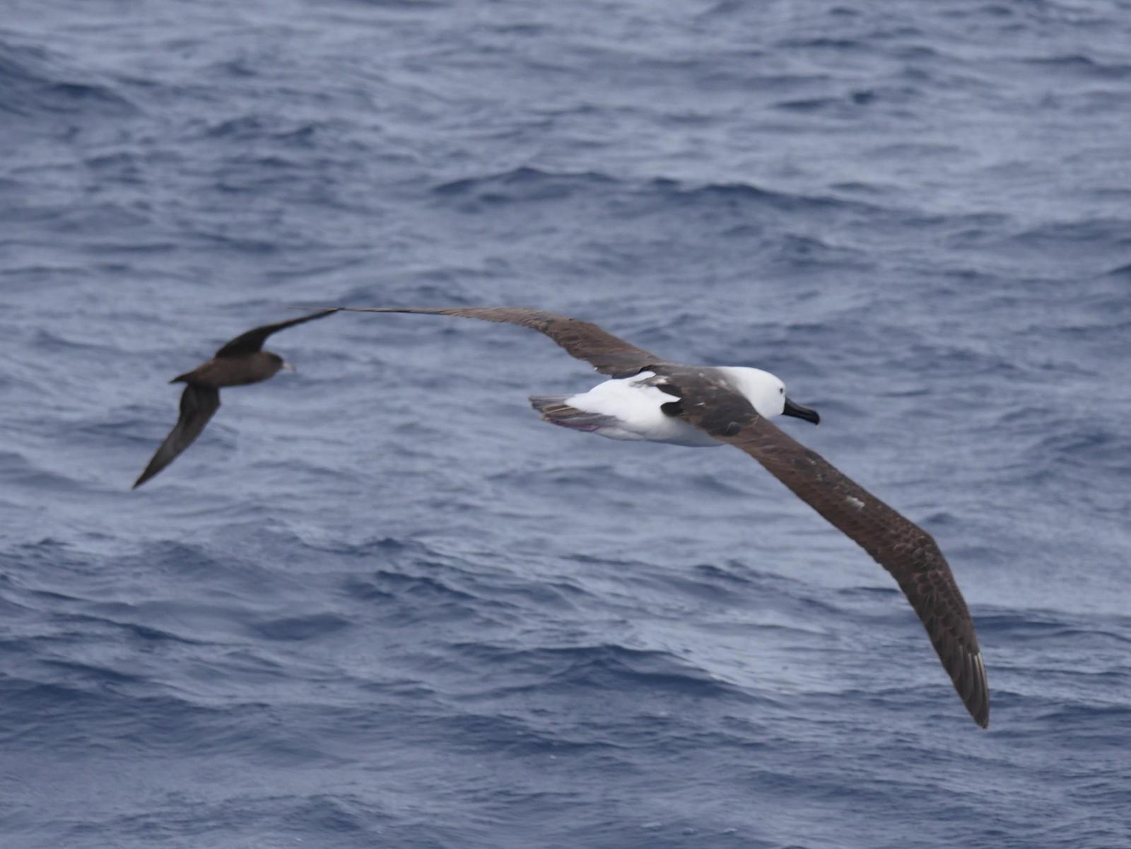 Yellow-nosed Albatross Photo by Peter Lowe