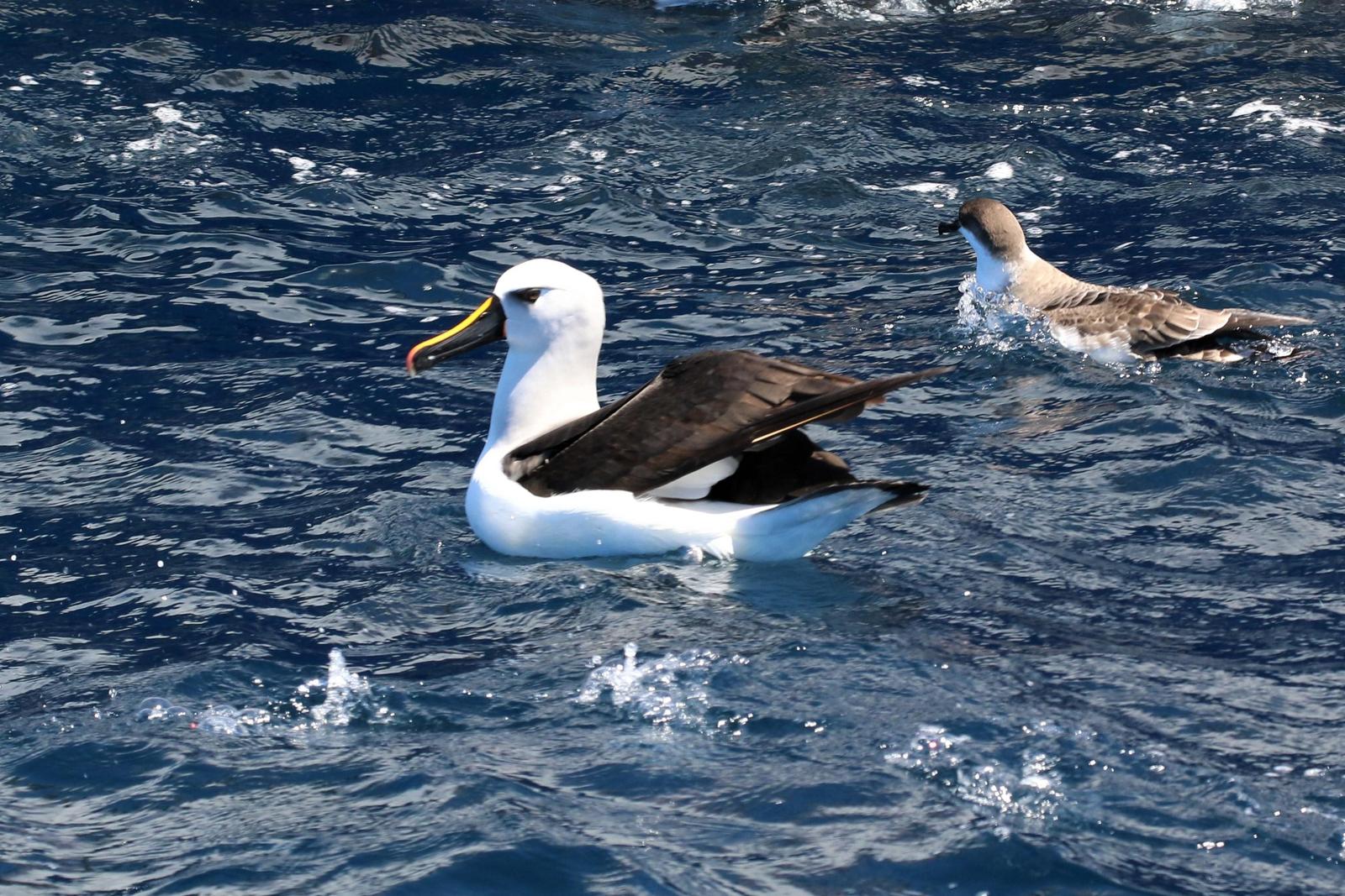 Yellow-nosed Albatross (Atlantic) Photo by Richard Jeffers