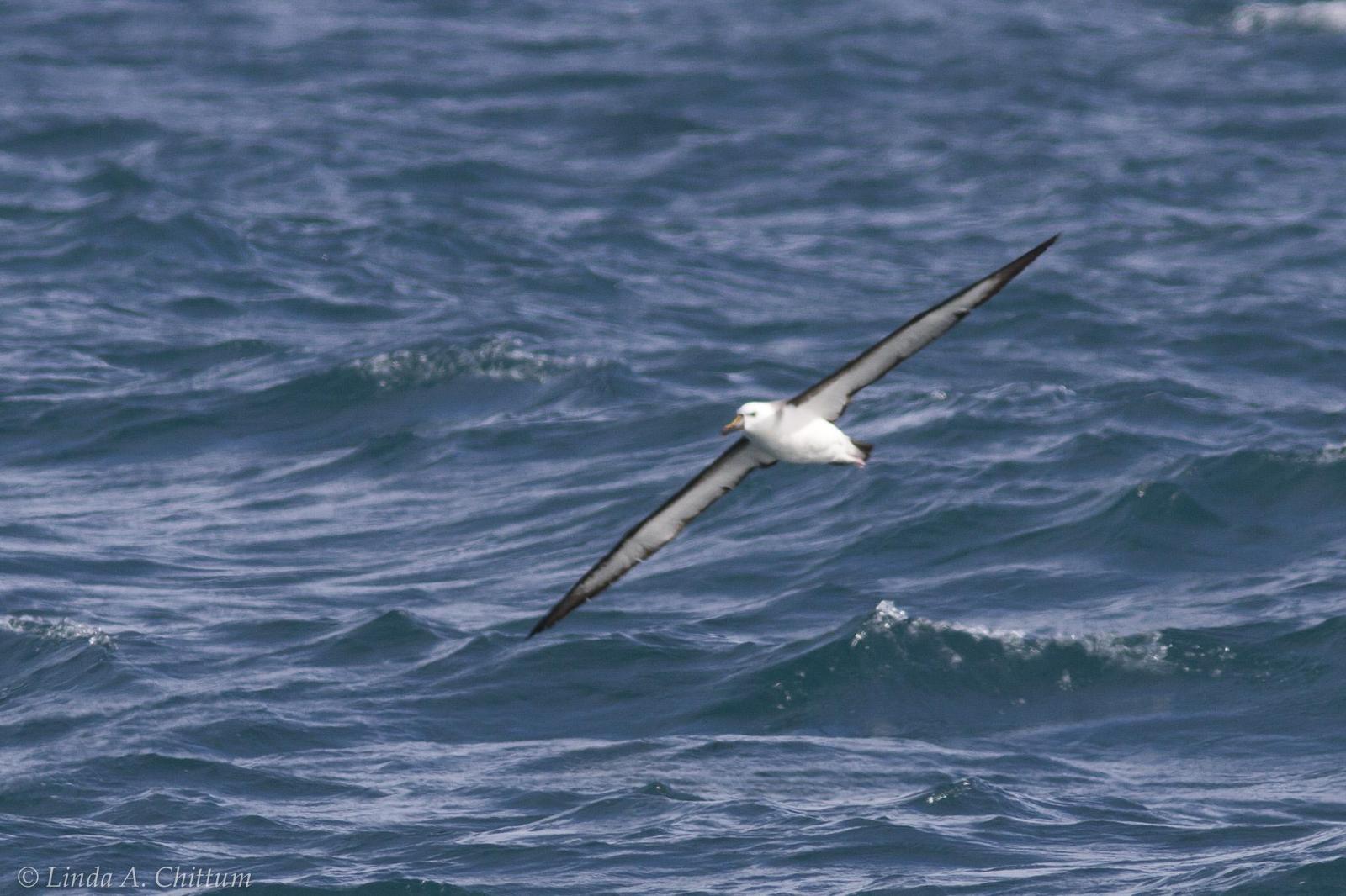 Yellow-nosed Albatross (Atlantic) Photo by Linda Chittum
