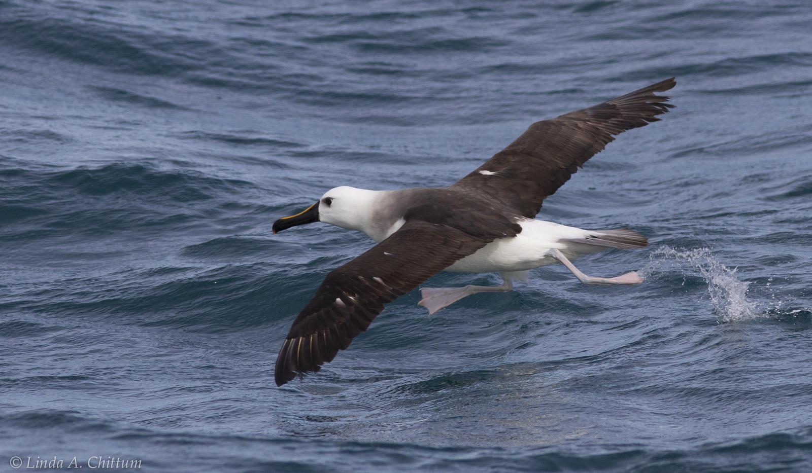 Yellow-nosed Albatross (Atlantic) Photo by Linda Chittum