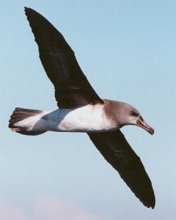 Gray-headed Albatross Photo by Murray Lord