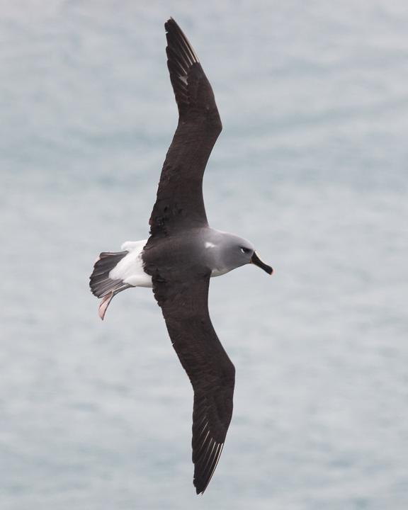 Gray-headed Albatross Photo by Robert Lewis